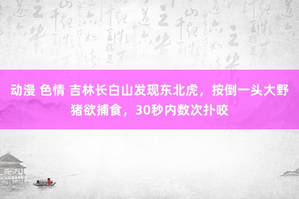 动漫 色情 吉林长白山发现东北虎，按倒一头大野猪欲捕食，30秒内数次扑咬